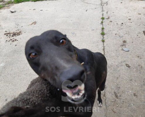 Bootsy Greyhound