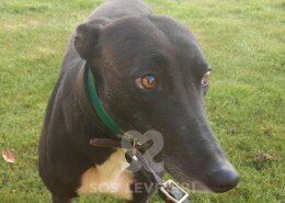 Pixie 2 Greyhound