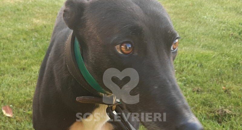 Pixie 2 Greyhound