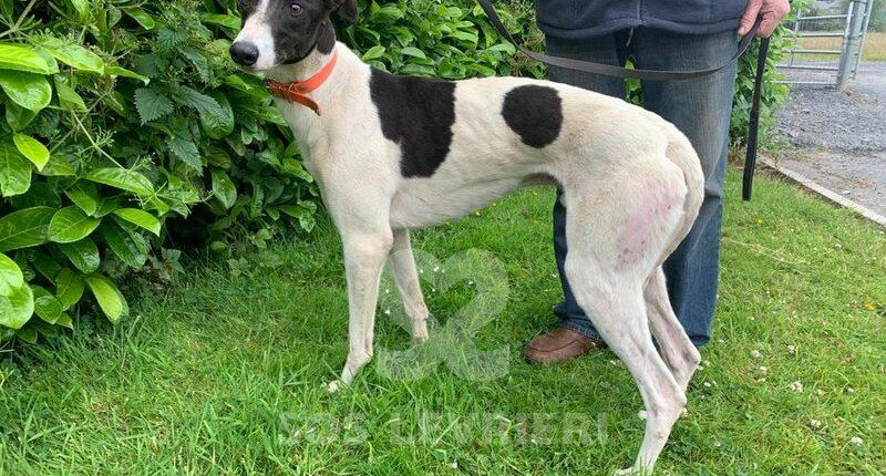 Rocky 3 Greyhound