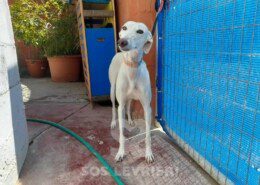 Salome Galgo