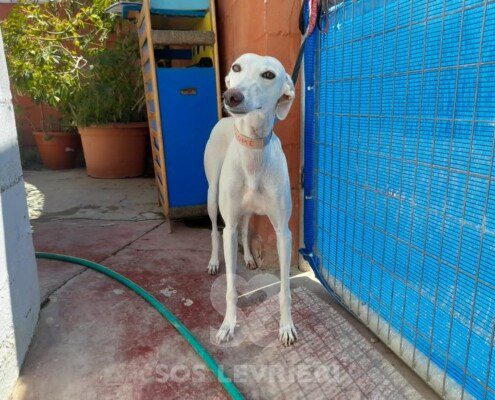 Salome Galgo