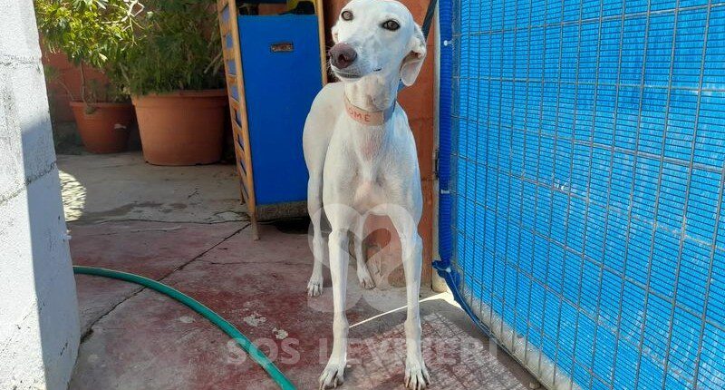 Salome Galgo