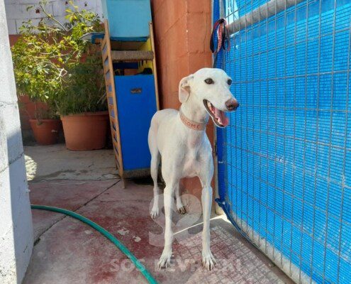 Salome Galgo