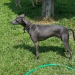 Scrappy doo Pli