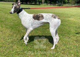 Stephen Greyhound
