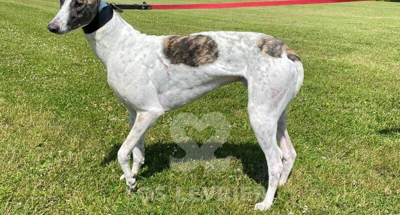 Stephen Greyhound
