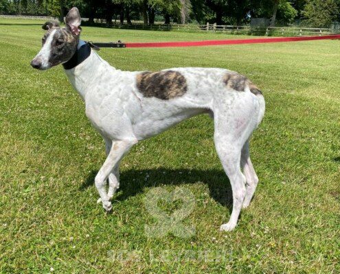 Stephen Greyhound