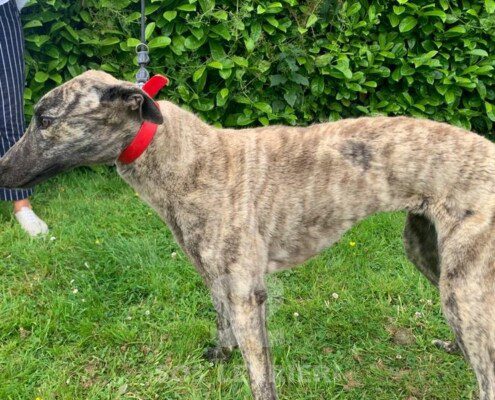 Suzy 4 Greyhound
