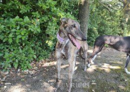 Suzy 4 Greyhound