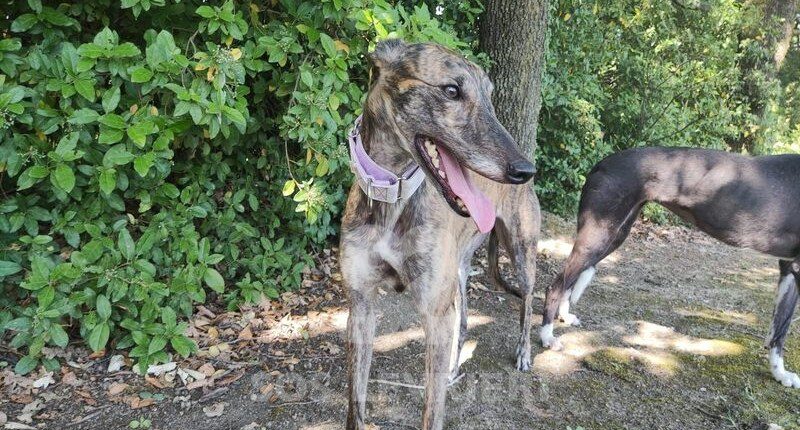 Suzy 4 Greyhound