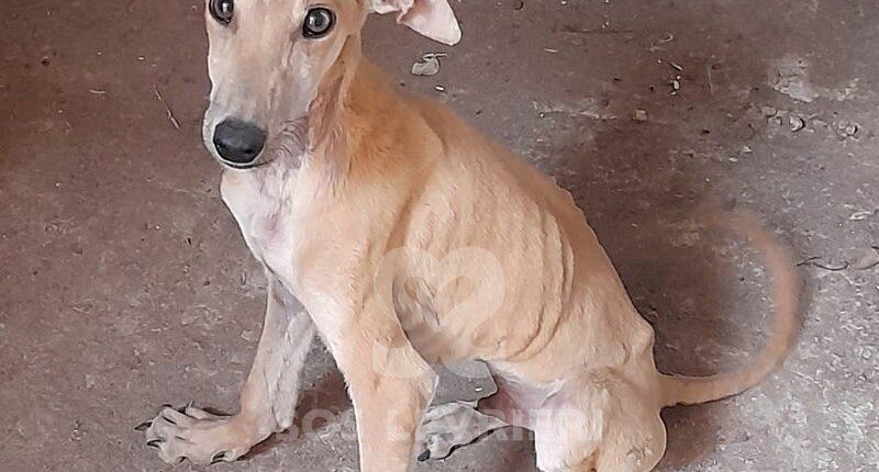 Cupido Galgo
