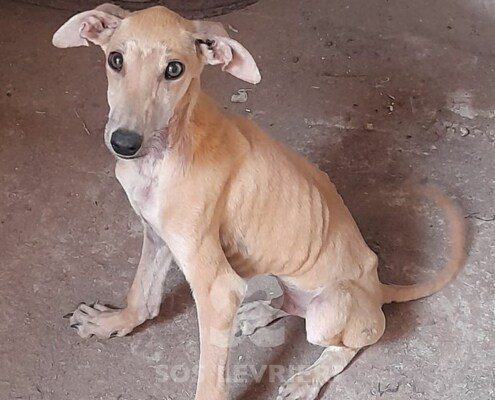 Cupido Galgo