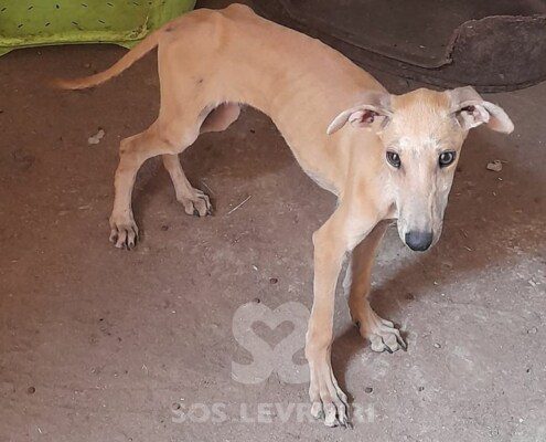 Cupido Galgo