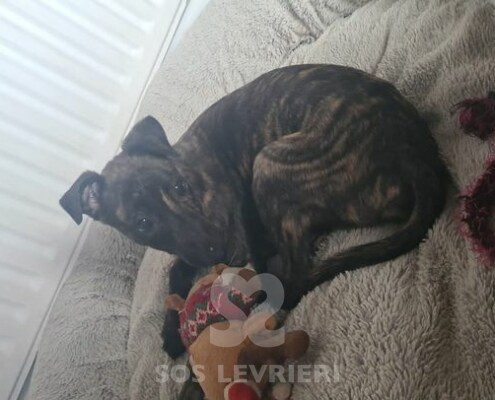 Dottie Greyhound