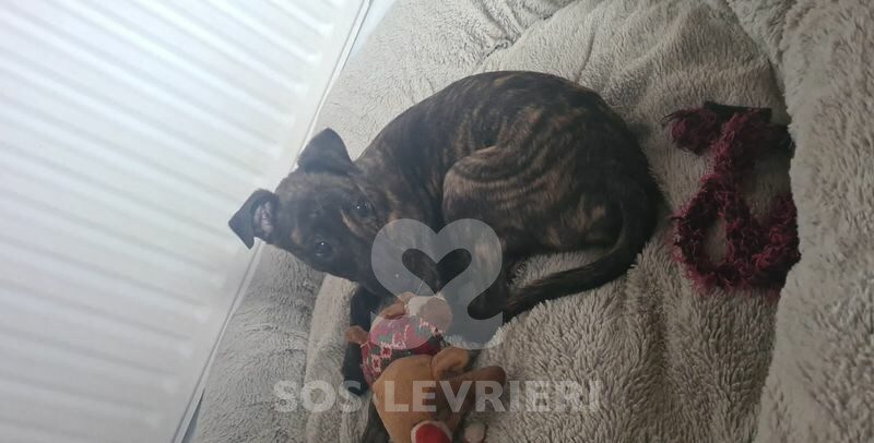 Dottie Greyhound
