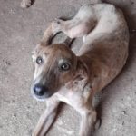 Kinder Galgo