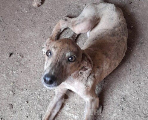 Kinder Galgo