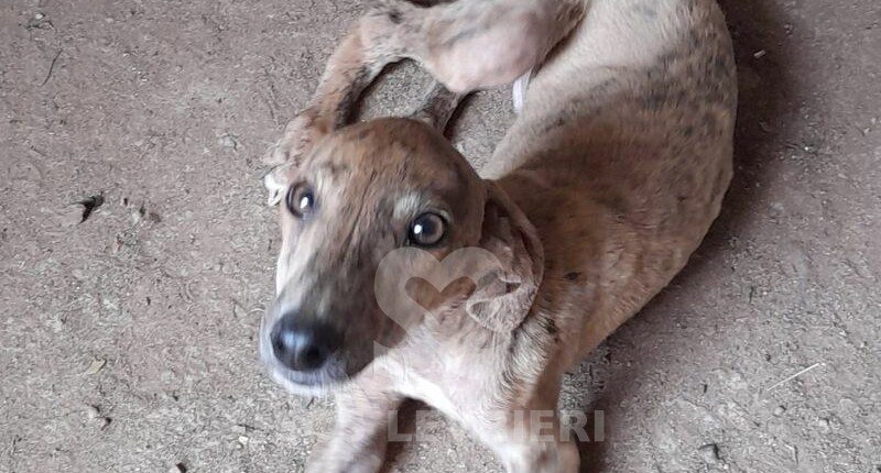 Kinder Galgo