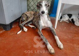 Loquilla Galgo