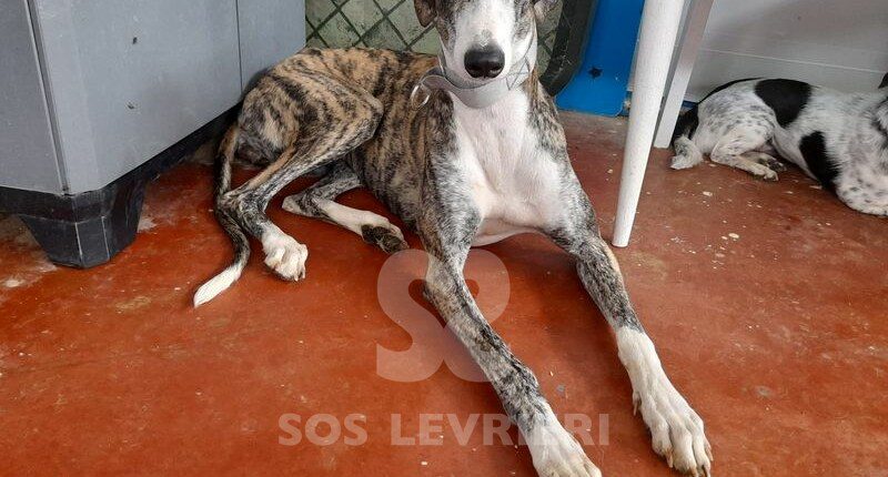 Loquilla Galgo