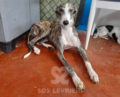 Loquilla Galgo