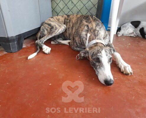 Loquilla Galgo