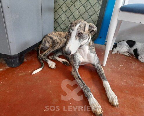 Loquilla Galgo