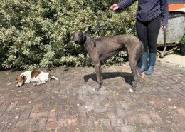 Maxie Greyhound