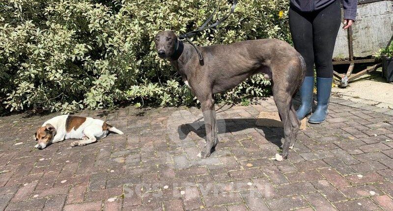 Maxie Greyhound