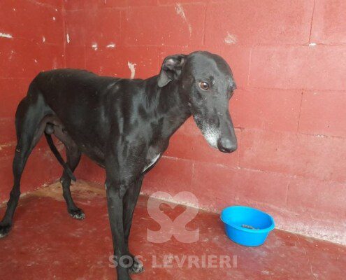 Neron 3 Galgo