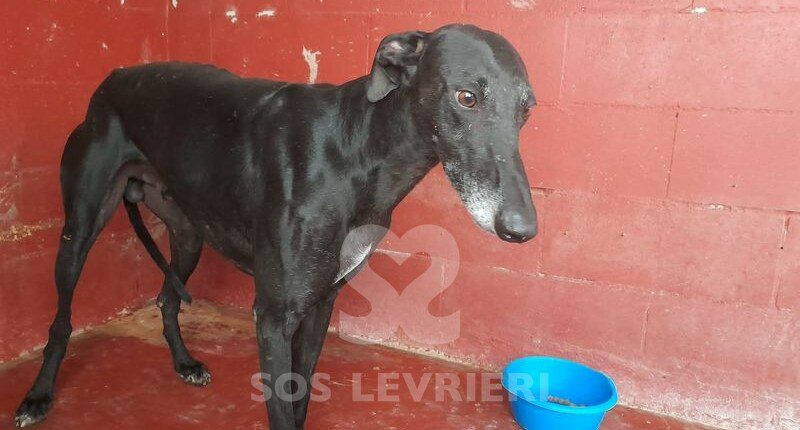 Neron 3 Galgo