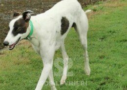 Patrick Greyhound