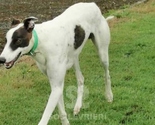 Patrick Greyhound
