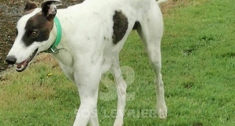 Patrick Greyhound