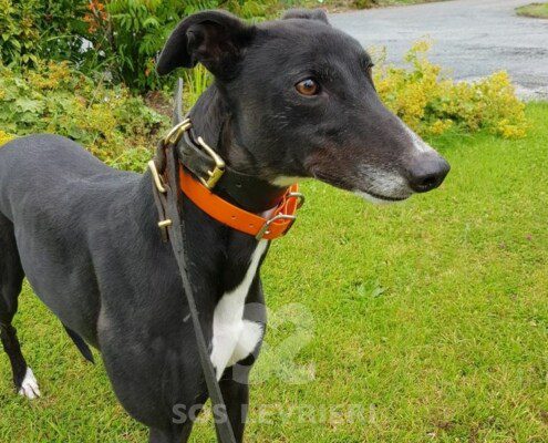Rafa Greyhound