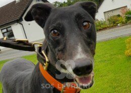 Rafa Greyhound