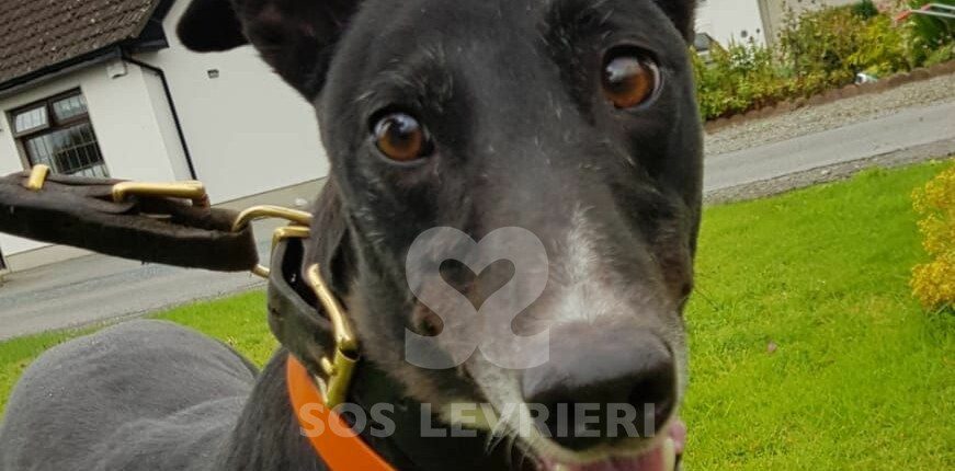 Rafa Greyhound