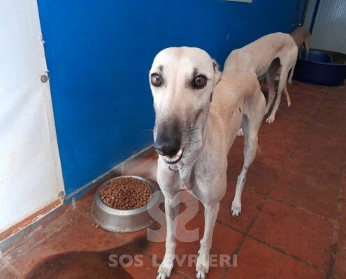 Rubia 2 Galgo