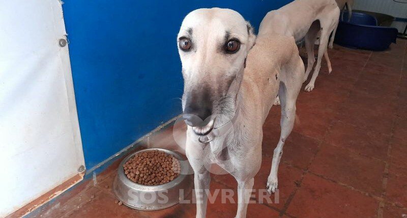 Rubia 2 Galgo
