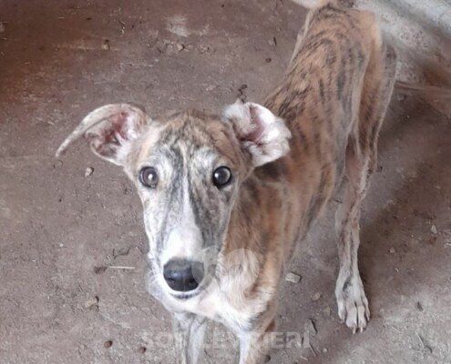 Sirio Galgo