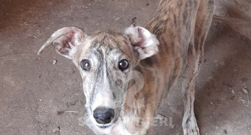 Sirio Galgo