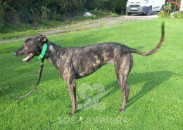 Wendy 2 Greyhound