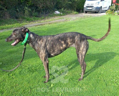 Wendy 2 Greyhound