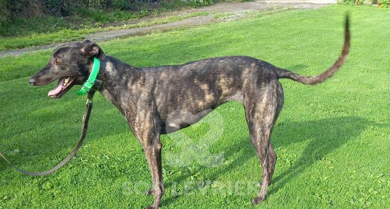 Wendy 2 Greyhound