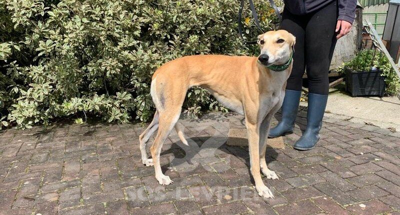 Whitey Greyhound
