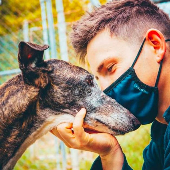 Una corsa, poi la gabbia. Una nuova corsa ed ancora quella gabbia. Così per sempre, o meglio, per quel “per sempre” deciso dal padrone e dettato dalle condizioni, il più delle volte fisiche, dell’animale. In Spagna ed in Irlanda la vita del levriero è un vero e proprio incubo, fatto dall’avvicendarsi irrefrenabile di maltrattamenti, addestramenti estenuanti ed ancora da abbandoni e morti. Fin da cuccioli, i levrieri, vengono celermente avvicinati al cruento mondo della corsa, maggiormente praticata in Irlanda attraverso l’uso dei Greyhound, ed a quello della caccia, da tempo radicato nella cultura spagnola e che si manifesta in seguito all’abuso dei Galgo, venendo così a conoscenza delle crudeli pratiche di selezione. Sia nell’addestramento specifico dell’una o dell’altra sfera di sfruttamento, è compito degli allevatori preoccuparsi di scartare i membri più deboli: quei cani che non corrono sufficientemente veloce, che si infortunano o che non reggono psicologicamente alla pressione delle gare subiscono, di conseguenza, l’abbandono o la morte. In particolare, quest’ultima può essere recata tramite l’impiccagione e la decapitazione. Altri vengono impalati, gettati vivi nei pozzi o, nel migliore dei casi, trovano la morte in seguito ad un trauma balistico. La vita di questi cani, oltre ad essere enormemente travagliata è anche davvero molto breve. Passati i tre o quattro anni, infatti, la competitività anche degli elementi più forti e con una maggiore predisposizione genetica va scemando e la carriera del levriero subisce un rapido ed irrimediabile declino che termina, il più delle volte, con la “messa a dormire” dell’animale. Nell’ottica di un quadro simile, potrebbe risultare istintivo stabilire con fermezza e sicurezza assoluta che tanto in Spagna quanto in Irlanda i levrieri siano, a tutti gli effetti, “animali da reddito”. Ma da un punto di vista legislativo in questi paesi non è così e, di fatto, la legge non descrive questi animali come tali. In questo senso, la suddetta concezione di “animali da reddito” sfruttati meramente per scopi di lucro ha veridicità unicamente in ambito culturale. Va però fatta menzione del fatto che, al fine di contrastare l’abbandono e l’uccisione dei levrieri e con l’aspirazione di influenzare le basi culturali, fondamento dei già discussi fenomeni dellarte” venatoria e delle gare a scopo di lucro, sono sorte, con il tempo, numerose associazioni, dette charity, su scala mondiale. Per quanto concerne il nostro paese, sono molte le associazioni che in Italia, ogni anno, perorano la causa di questi animali e cercano, in tutti i modi, di salvarli promuovendo, fortemente, la loro adozione. A tal proposito, una delle associazioni che senza dubbio ha concretizzato risultati eccezionali è Sos Levrieri, sorta dall’unione di un gruppo di persone accomunate dai medesimi principi etici. Congiuntamente a Sos Levrieri, la comunità di San Patrignano “corre” in soccorso dei levrieri di “fine carriera” collaborando sia come centro di supporto sia come promotore per eventuali e sperate adozioni. Tale processo avviene attraverso il canile di San Patrignano, Sanpadogs, uno dei settori all’interno della comunità e che quotidianamente supporta quel percorso per la vita reso possibile dal sostegno reciproco tra uomo e animale. “Quando sono entrato a San Patrignano, mi assegnarono al settore canile. Tutto pensavo tranne che di riuscire a prendermi cura di un animale. Non avevo per niente pazienza, venivo da un passato di droga che mi aveva azzerato l’empatia con gli altri e represso le emozioni”. Marco è uno dei ragazzi del centro cinofilo della Comunità. Tutti i giorni, assieme alle altre persone del suo settore, si prende cura dei settanta cani presenti e da circa due anni ha iniziato ad occuparsi della rieducazione dei levrieri in previsione della loro adozione. “Alcuni di questi cani arrivano da noi talmente terrorizzati che ci vuole tanto tempo e tanta pazienza anche solo per riuscire a fare loro una carezza. Stare a contatto con i cani, e con i levrieri in particolare, mi ha aiutato tanto nel mio percorso a Sanpa. Nelle giornate buone e in quelle in cui mi sentivo proprio giù. Sì, perché loro ti cercano, ti fanno le feste, vogliono la tua attenzione, e ti regalano un amore incredibile. A volte, soprattutto all’inizio, mi veniva spontaneo allontanarli, per starmene da solo. Ma loro erano lì, vicino a me. Pian piano ho preso consapevolezza dell’importanza che aveva averli accanto ogni giorno. Mi hanno aiutato tanto anche nel rapporto con le persone. ”. Marco ha acquisito sicurezza nelle relazioni e capacità professionali. L’esperienza al canile di San Patrignano e l’opportunità di lavorare per la rieducazione dei levrieri lo hanno appassionato. “Ho fatto un corso per operatore ed educatore cinofilo e a breve potrò specializzarmi anche nella pet therapy, grazie ad un nuovo corso che partirà a breve. Spero di realizzarmi in questo campo, ma se questo non dovesse diventare il lavoro della mia vita, sicuramente rimarrà un’esperienza che continuerò a portare avanti e che mi resterà nel cuore”. Soprattutto l’essersi preso cura dei levrieri. “Già, me ne sono innamorato, mi continuano a trasmettere tantissimo. Sono così indifesi, fragili. E’ fantastico quando metti da parte la paura e inizi a investirci anche in emozioni e sentimenti. Ed è bellissimo lasciarli andare perché hanno trovato qualcuno pronto ad adottarli. E’ una grandissima soddisfazione. Quando succede mi sento una persona diversa, ricca, realizzata. “Un cane - conclude Marco - ha bisogno di mille attenzioni, anche più di quelle che rivolgiamo alle persone. E’ un essere fragile che non ha il dono della parola, per cui dobbiamo essere sempre attenti e bravi a calarci nei loro panni in modo da soddisfare ogni loro necessità. E’ un impegno, ma nello stesso tempo una grande soddisfazione: è una prova di empatia e altruismo, ma anche uno dei rapporti più profondi che puoi trovare”. Sono otto gli ultimi levrieri arrivati a San Patrignano e questa volta ad accoglierli c’erano anche le ragazze del nuovo settore della Comunità: il canile femminile. Si prenderanno cura anche di loro, come di tutti gli altri cani presenti a Sanpa, assieme ai loro coetanei. “Le ragazze stanno ricevendo una formazione accurata al fine di poter svolgere tutte le mansioni e acquisire competenze”, racconta Eugenia Marelli, responsabile del settore assieme a Gianni Fornari. Tante di loro hanno la passione per gli animali, quindi hanno accolto con entusiasmo l’opportunità di fare questo percorso, dedicandosi ai cani per imparare a interagire con loro, a comprenderne esigenze e difficoltà”. Una conoscenza e aiuto reciproco tra persona e animale. “Al canile trovo quella pace e serenità che in pochi posti riesco a trovare”, spiega Ana, una delle ragazze del settore”. Le persone mi hanno fatto male tante volte, ma un cane mai. E l’energia che gli animali riescono a trasmettere è unica. Grazie ai cani spariscono tutte le paure e i pensieri negativi. Ci si ritrova in mezzo ad anime pure e musi morbidi e ci si lascia assorbire da tutta la loro meravigliosa semplicità”. Tratto dall'articolo del Sanpanews- Sanpatrignano