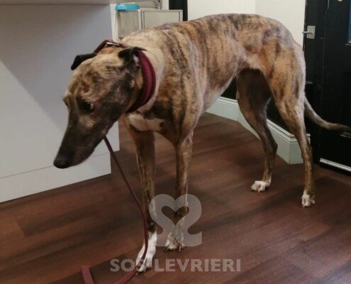 Lola 5 Greyhound