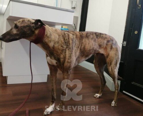 Lola 5 Greyhound