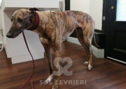 Lola 5 Greyhound